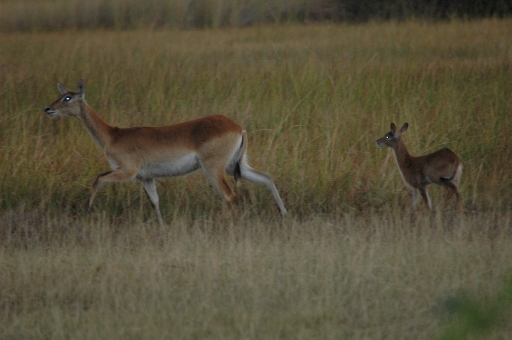 Impala and baby 